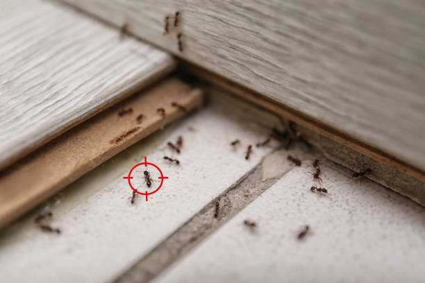 Best Commercial Pest Control Services  in Grayslake, IL