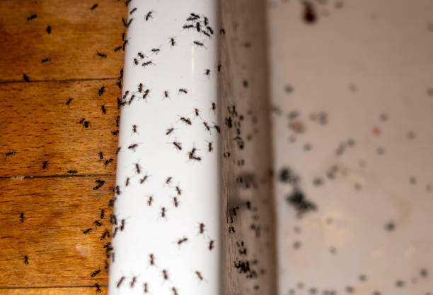 Best Affordable Pest Control Services  in Grayslake, IL