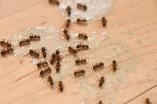 Best Insect Control  in Grayslake, IL