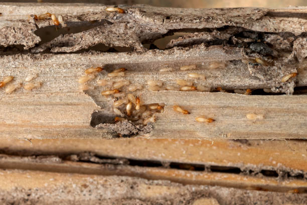 Wildlife Control Services in Grayslake, IL