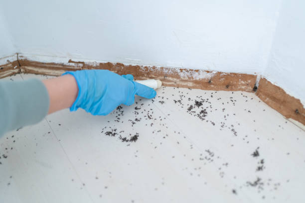 Best Best Pest Control Companies  in Grayslake, IL